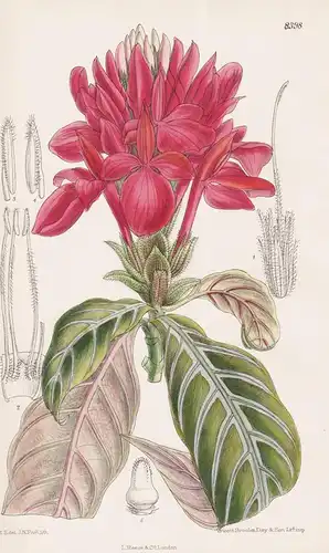 Aphelandra Fascinator. Tab 8398 - South America Südamerika / Pflanze Planzen plant plants / flower flowers Blu