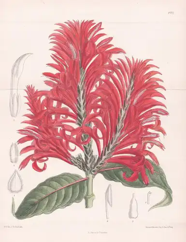 Aphelandra Tetragona. Tab 8272 - South America Südamerika / Pflanze Planzen plant plants / flower flowers Blum