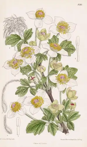 Clematis Chrysocoma. Tab 8395 - China / Pflanze Planzen plant plants / flower flowers Blume Blumen / botanical