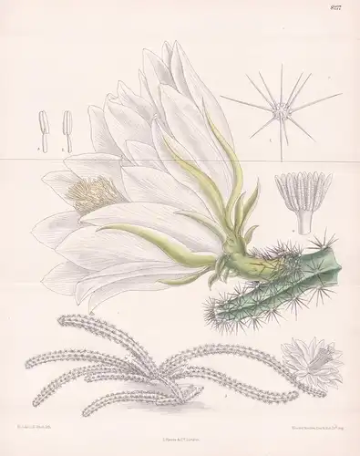 Cereus Amecamensis. Tab 8277 - Mexico Mexiko / Kaktus cactus / Pflanze Planzen plant plants / flower flowers B