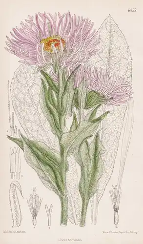 Aster Falconeri. Tab 8355 - Himalaya / Pflanze Planzen plant plants / flower flowers Blume Blumen / botanical