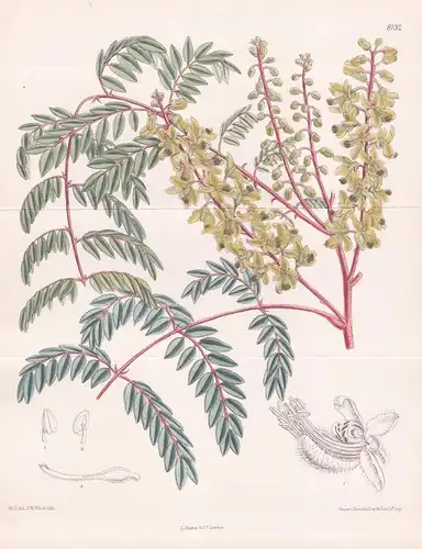 Caesalpinia Vernalis. Tab 8132 - China / Pflanze Planzen plant plants / flower flowers Blume Blumen / botanica