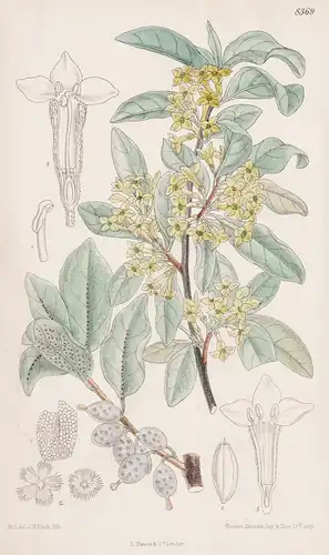 Elaeagnus Argentea. Tab 8369 - North America Nordamerika / Pflanze Planzen plant plants / flower flowers Blume