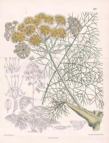 Ferula Communis var. Brevifolia. Tab 8157 - Mediterranean Region Mittelmeerraum / Pflanze Planzen plant plants