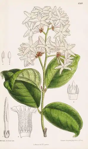 Landolphia Petersiana. Tab 8389 - Africa Afrika / Pflanze Planzen plant plants / flower flowers Blume Blumen /