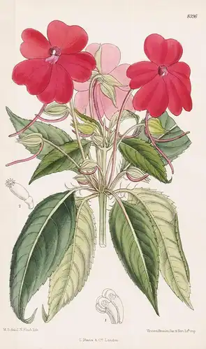 Impatiens Herzogii. Tab 8396 - New Guinea Neuguinea / Pflanze Planzen plant plants / flower flowers Blume Blum