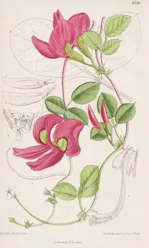 Kennedya Beckxiana. Tab 8358 - Australia Australien / Pflanze Planzen plant plants / flower flowers Blume Blum