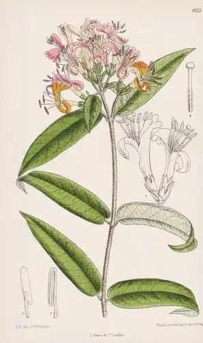 Lonicera Henryi. Tab 8375 - China / Pflanze Planzen plant plants / flower flowers Blume Blumen / botanical Bot
