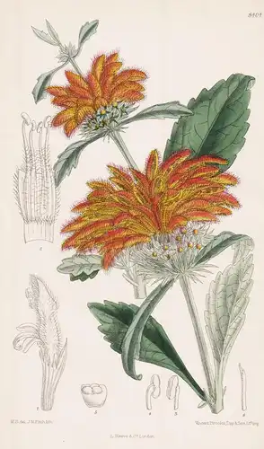 Leonotis Dysophylla. Tab 8404 - South Africa Südafrika / Pflanze Planzen plant plants / flower flowers Blume B