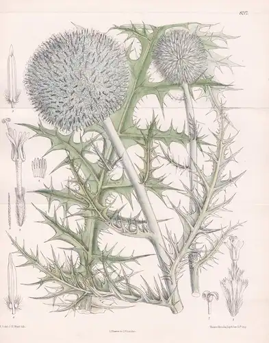 Echinops Tournefortii. Tab 8217 - Armenia Armenien Persia Persien / Pflanze Planzen plant plants / flower flow