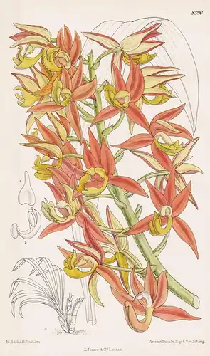 Mormodes Revolutum. Tab 8390 - Peru / Orchidee orchid / Pflanze Planzen plant plants / flower flowers Blume Bl