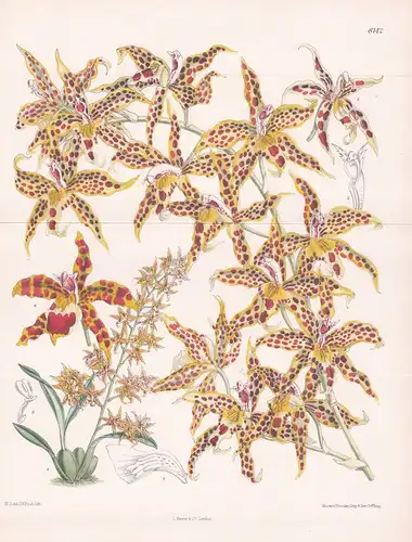 Odontoglossum Leeanum. Tab 8142 - Colombia Kolumbien / Orchidee orchid / Pflanze Planzen plant plants / flower