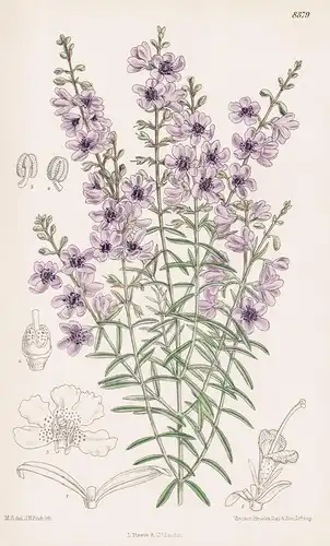 Prostanthera Pulchella. Tab 8379 - Australia Australien / Pflanze Planzen plant plants / flower flowers Blume