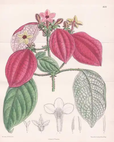 Mussaenda Erythrophylla. Tab 8222 - Africa Afrika / Pflanze Planzen plant plants / flower flowers Blume Blumen