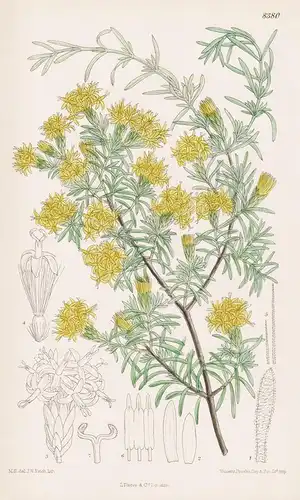 Pteronia Incana. Tab 8380 - South Africa Südafrika / Pflanze Planzen plant plants / flower flowers Blume Blume