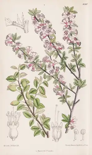 Prunus Microcarpa. Tab 8360 - Orient / Pflanze Planzen plant plants / flower flowers Blume Blumen / botanical