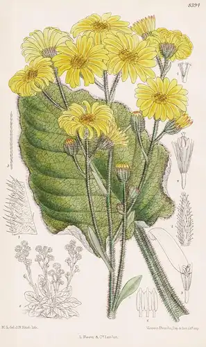 Senecio Saxifragoides. Tab 8394 - New Zealand Neuseeland / Pflanze Planzen plant plants / flower flowers Blume