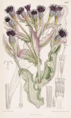 Saussurea Veitchiana. Tab 8381 - China / Pflanze Planzen plant plants / flower flowers Blume Blumen / botanica