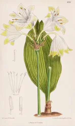 Urceocharis Edentata. Tab 8359 - Peru / Pflanze Planzen plant plants / flower flowers Blume Blumen / botanical