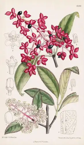 Viburnum Henryi. Tab 8393 - China / Pflanze Planzen plant plants / flower flowers Blume Blumen / botanical Bot