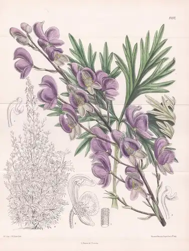 Aconitum Napellus, var. Eminens. Tab 8152 - Prussia Preußen / Pflanze Planzen plant plants / flower flowers Bl