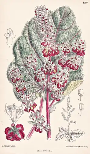 Rheum Inopinatum. Tab 8190 - Tibet / Pflanze Planzen plant plants / flower flowers Blume Blumen / botanical Bo
