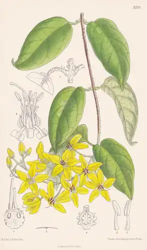 Tristellateia Australis. Tab 8334 - Malay Peninsula Malaiische Halbinsel / Pflanze Planzen plant plants / flow