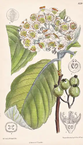 Sorbus Cuspidata. Tab 8259 - Himalaya / Pflanze Planzen plant plants / flower flowers Blume Blumen / botanical