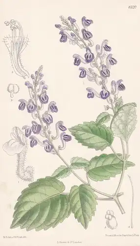 Scutellaria Violacea. Tab 8320 - India Indien Sri Lanka / Pflanze Planzen plant plants / flower flowers Blume