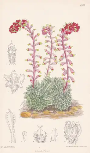 Saxifraga Grisebachii. Tab 8308 - Europe Europa / Pflanze Planzen plant plants / flower flowers Blume Blumen /