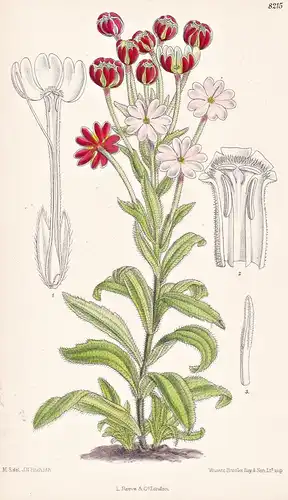 Zaluzianskya Maritima. Tab 8215 - South Africa Südafrika / Pflanze Planzen plant plants / flower flowers Blume