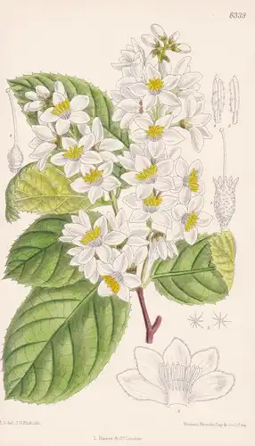 Styrax Hemsleyanus. Tab 8339 - China / Pflanze Planzen plant plants / flower flowers Blume Blumen / botanical
