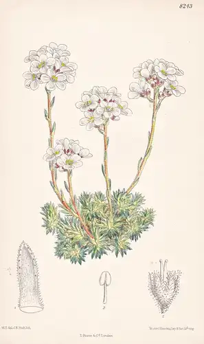 Saxifraga Scardica. Tab 8243 - Balkan / Pflanze Planzen plant plants / flower flowers Blume Blumen / botanical