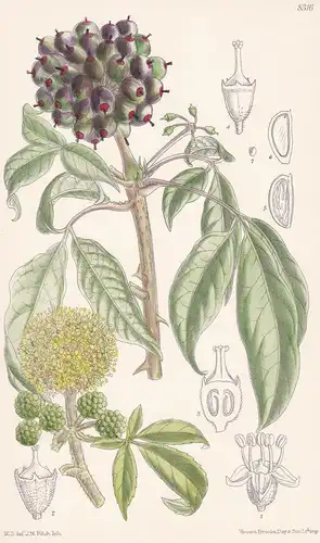 Acanthopanax Henryi. Tab 8316 - China / Pflanze Planzen plant plants / flower flowers Blume Blumen / botanical