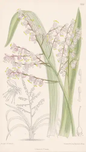 Alectorurus Yedoensis. Tab 8336 - Japan / Pflanze Planzen plant plants / flower flowers Blume Blumen / botanic