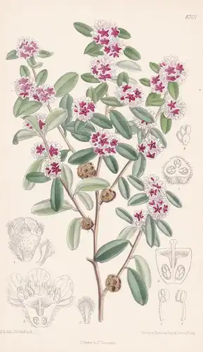 Agonis Marginata. Tab 8301 - Australia Australien / Pflanze Planzen plant plants / flower flowers Blume Blumen