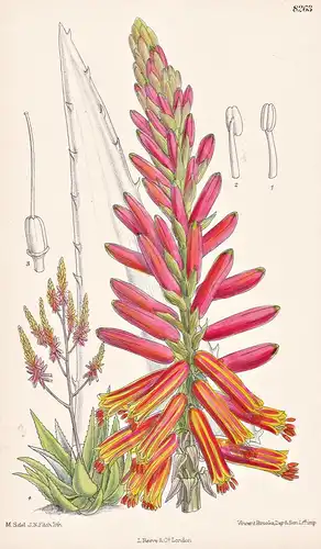 Aloe Rubrolutea. Tab 8263 - Africa Afrika / Pflanze Planzen plant plants / flower flowers Blume Blumen / botan