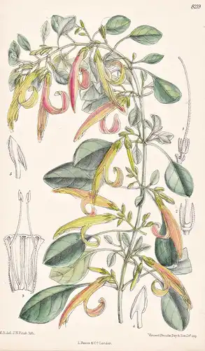 Anisotes Diversifolius. Tab 8219 - Socotra / Pflanze Planzen plant plants / flower flowers Blume Blumen / bota