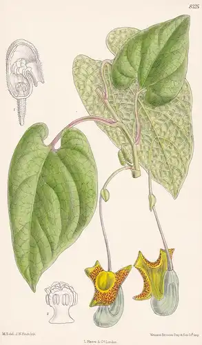 Aristolochia Moupinensis. Tab 8325 - China / Pflanze Planzen plant plants / flower flowers Blume Blumen / bota