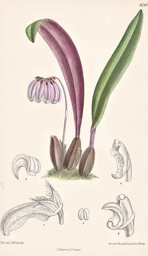 Bulbophyllum Campanulatum. Tab 8281 - Sumatra / Orchidee orchid / Pflanze Planzen plant plants / flower flower