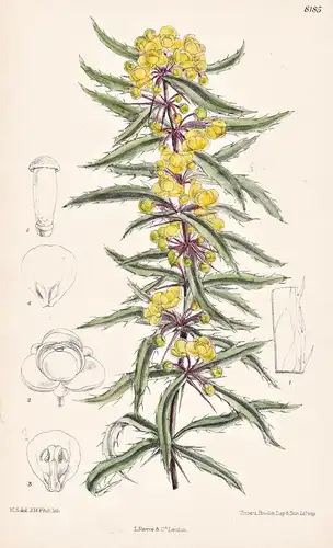Berberis Acuminata. Tab 8185 - China / Pflanze Planzen plant plants / flower flowers Blume Blumen / botanical