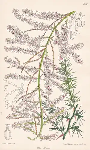 Asparagus Tetragonus. Tab 8288 - South Africa Südafrika / Pflanze Planzen plant plants / flower flowers Blume