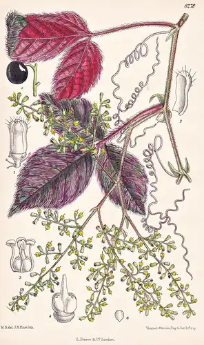 Cissus Adenopodus. Tab 8278 - Uganda / Pflanze Planzen plant plants / flower flowers Blume Blumen / botanical