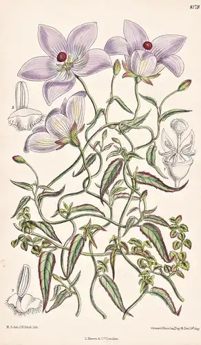 Codonopsis Convolvulacea. Tab 8178 - Asia Asien / Pflanze Planzen plant plants / flower flowers Blume Blumen /