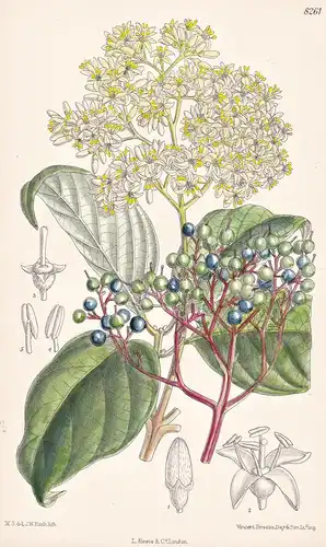 Cornus Macrophylla. Tab 8261 - Asia Asien / Pflanze Planzen plant plants / flower flowers Blume Blumen / botan