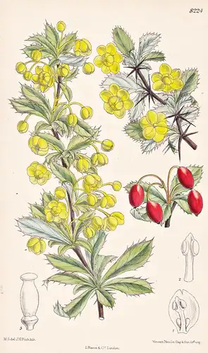 Berberis Yunnanensis. Tab 8224 - China / Pflanze Planzen plant plants / flower flowers Blume Blumen / botanica