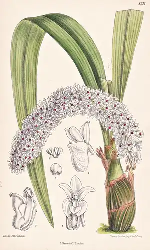 Eria Rhynchostyloides. Tab 8234 - Java / Pflanze Planzen plant plants / flower flowers Blume Blumen / botanica
