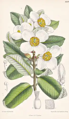 Eucryphia Cordifolia. Tab 8209 - Chile / Pflanze Planzen plant plants / flower flowers Blume Blumen / botanica
