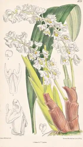 Eria Hyacinthoides. Tab 8229 - Java / Pflanze Planzen plant plants / flower flowers Blume Blumen / botanical B