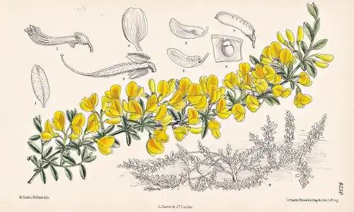 Cytisus Decumbens. Tab 8230 - Europe Europa / Pflanze Planzen plant plants / flower flowers Blume Blumen / bot